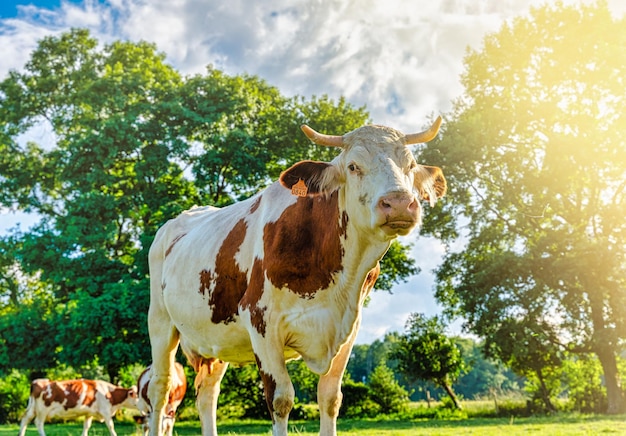 Mucca bianca normanda al pascolo nei prati verdi dei pirenei in spagna