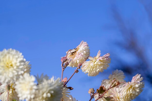 White old flowers in the autumn season