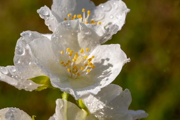 White old jasmine flowers during the end of flowering white\
fragrant jasmine flowers in nature