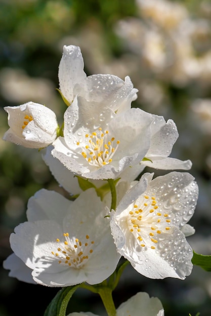 White old jasmine flowers in summer flowers on jasmine bushes\
during flowering