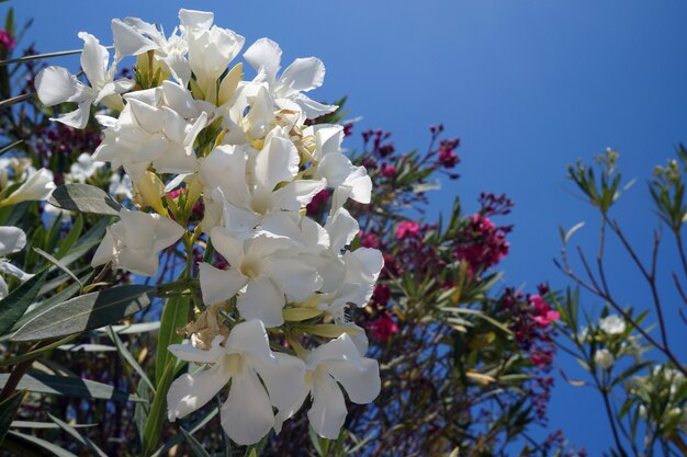 White oleander flowers on a branch