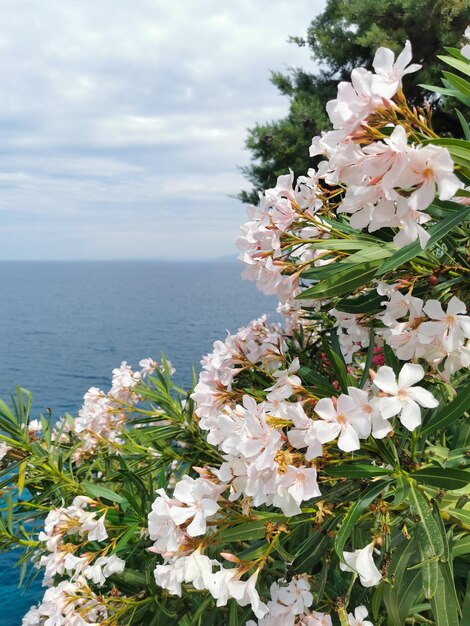 White oleander flowers closeup against the background of the blue mediterranean sea in Turkey