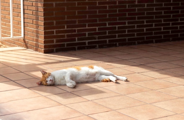 日光の下で家のポーチにある伝統的なタイルの上に横たわって眠っている白とオレンジ色の猫