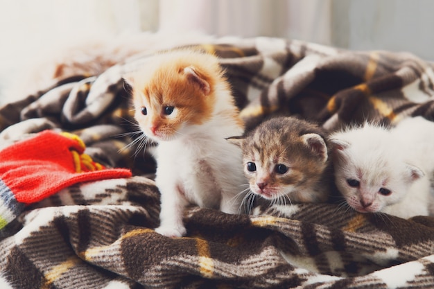 格子縞の毛布で白とオレンジ色の生まれたばかりの子猫