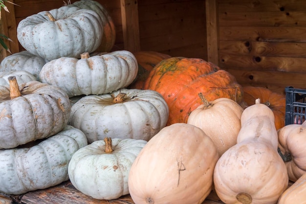 White and orange pumpkings wonder and butternut