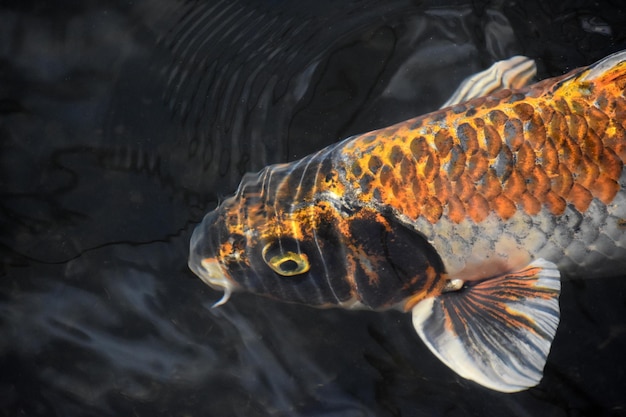 White and orange scaled koi fish swimming underwater in a pond