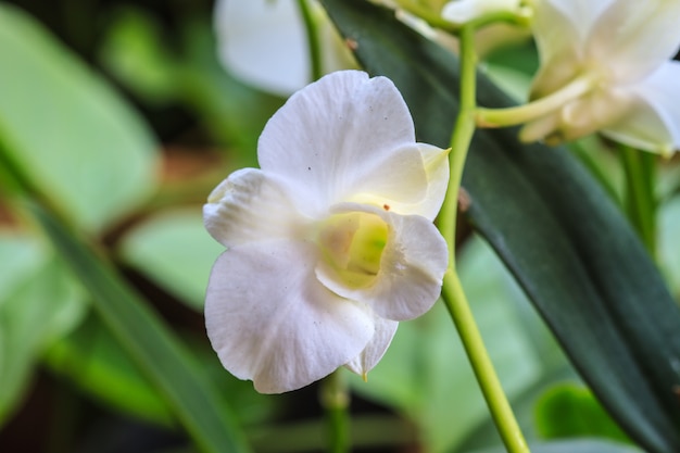 White Orchid on the background