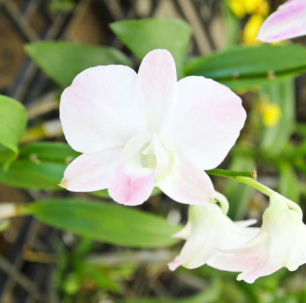 Белая орхидея расцветает в саду.
