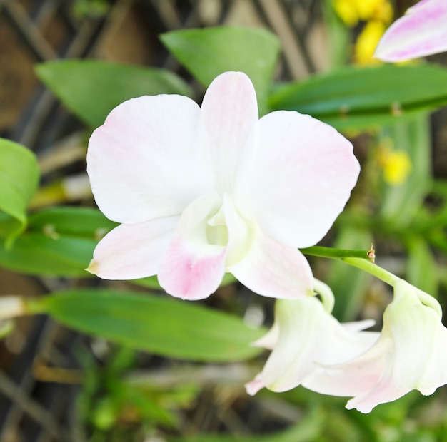 White orchid blooming in the garden.