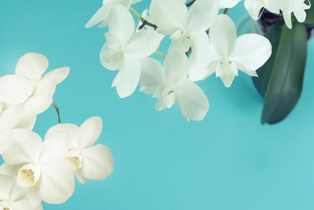 White Orchid on a blue background.