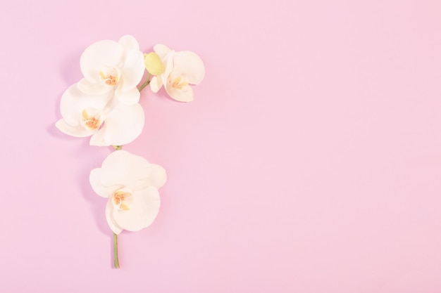 White orchid on color paper background