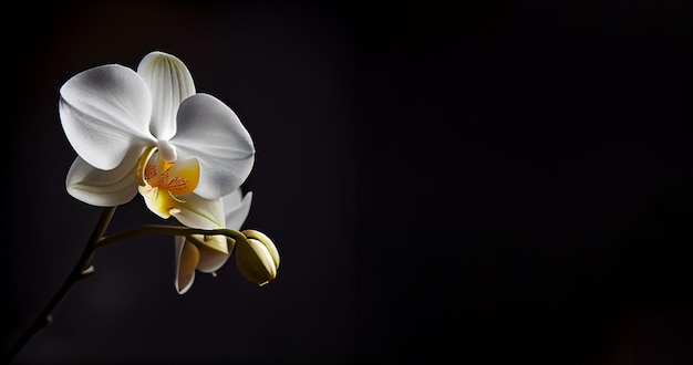 белый цветок орхидеи на темном фоне
