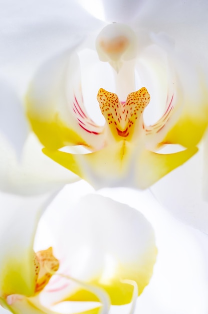 White orchid flower on light background