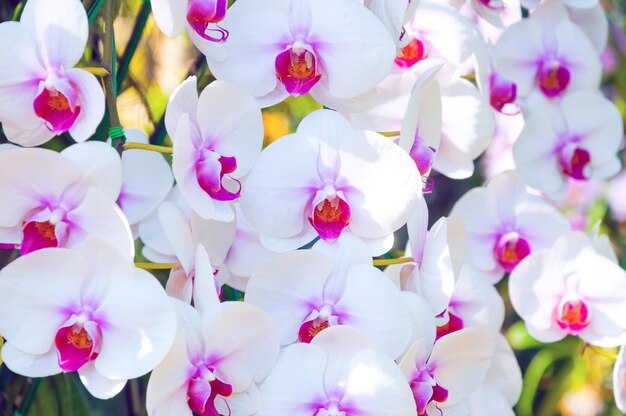 White orchid flower in nature garden