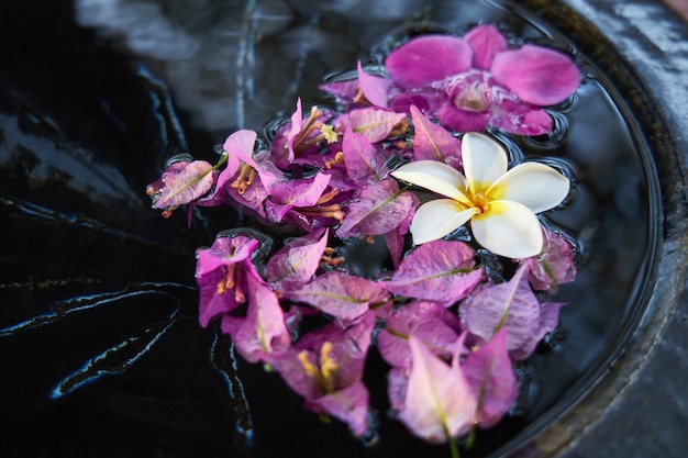 White orchid flower and pink petals float in a bowl of water as a decoration