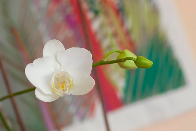 White orchid flower with two buds closeup