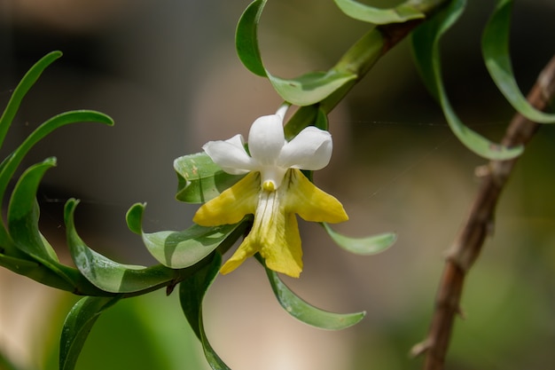 Photo white orchid flower