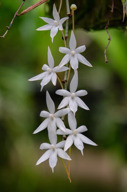 白蘭の花