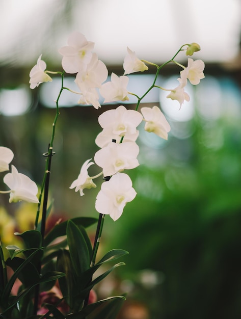 White orchid flower