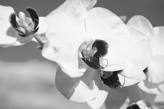 White orchid flower