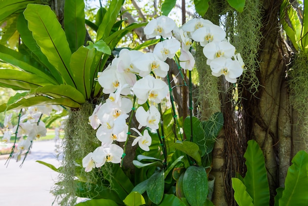 白い蘭の花が木にぶら下がっている