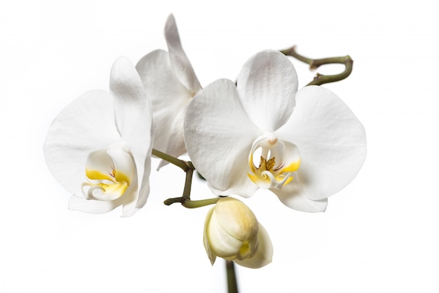 Fiori bianchi dell'orchidea isolati su fondo bianco. orchidea bianca