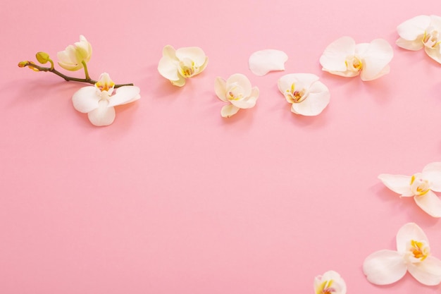 White orchid flowers on pink ackground