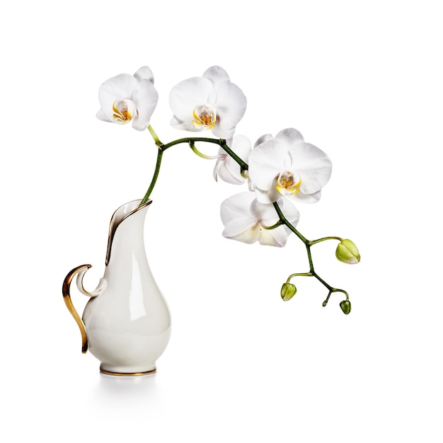 White orchid flowers in retro vase isolated on white background