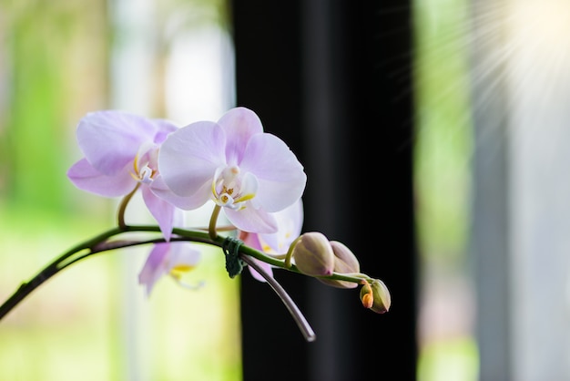 木の上の白い蘭の花