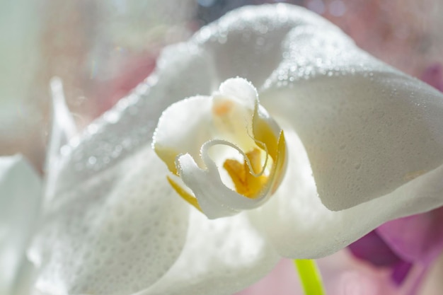 White orchid flowers with dew drops