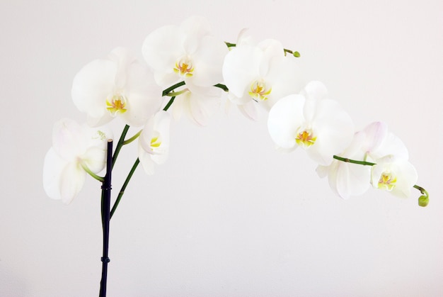 White orchid flowers