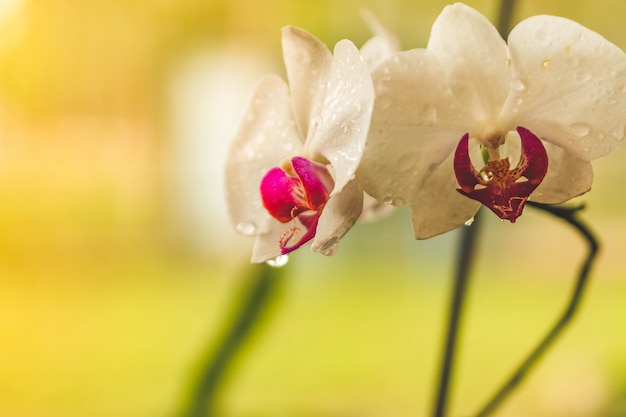 Белый сад орхидей в росе.