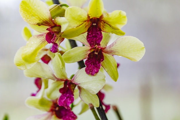 White orchid garden in the dew.