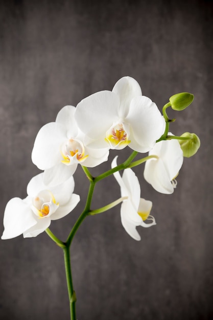 White orchid on the grey wall.