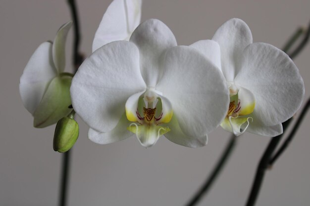 White orchid grown in pots macro shooting