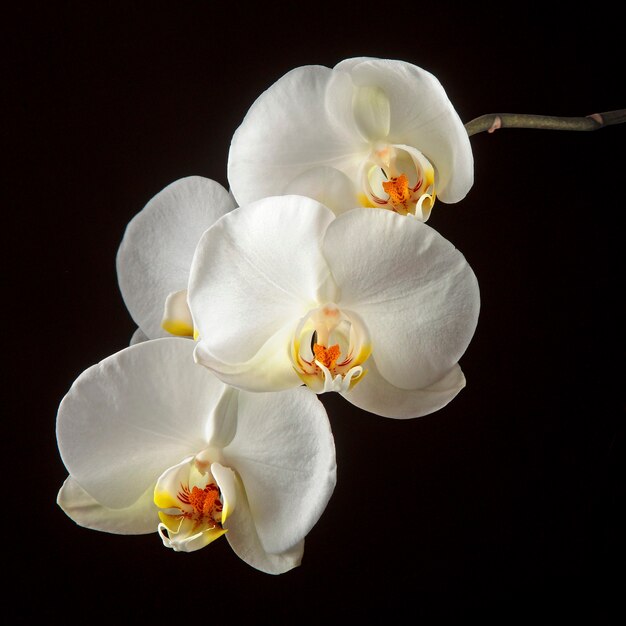 White orchid isolated on black