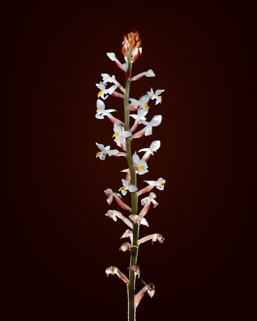 White orchid isolated on black