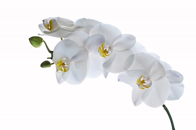 White orchid isolated on white