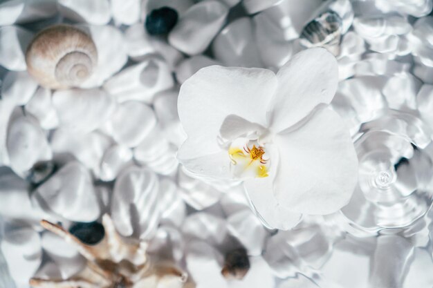 白い石と貝殻の底の上の水面に白い蘭が横たわっている 滴が水に落ち、円が分散する