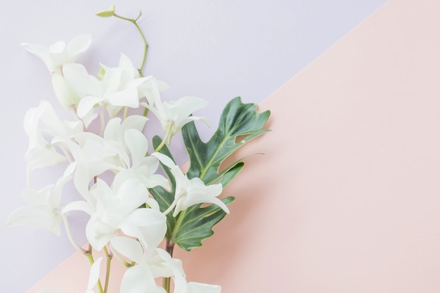 White orchid on pastel background
