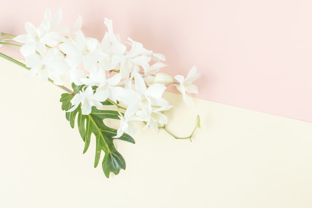 White orchid on pastel background