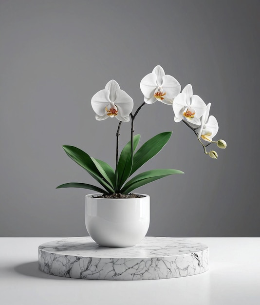 a white orchid plant in a white pot on a marble stand