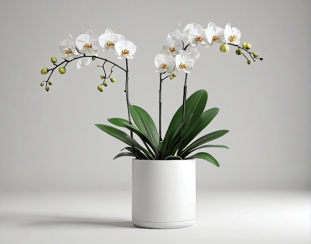 a white orchid plant in a white pot