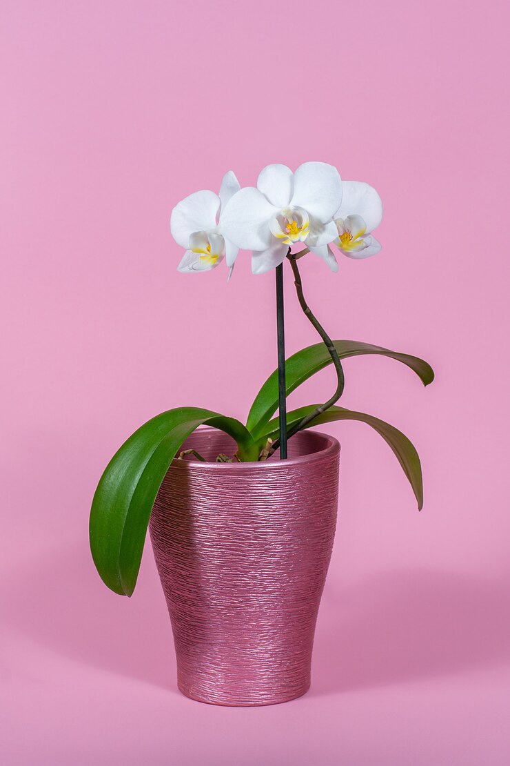 White orchid in a pot on a pink space