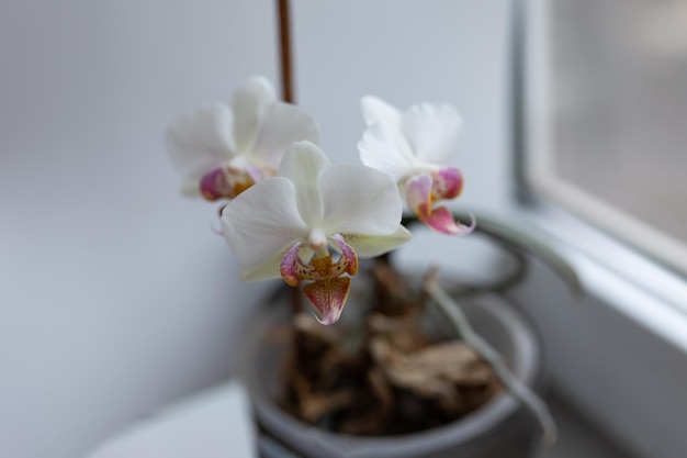 A white orchid with pink and yellow markings on it