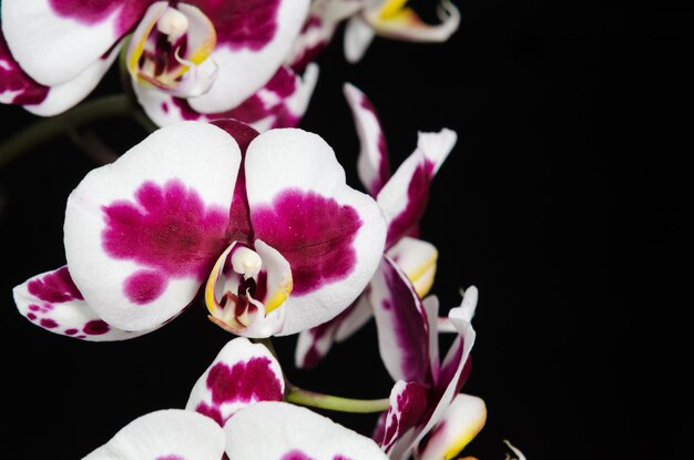 Белая орхидея с фиолетовым центром на черном фоне