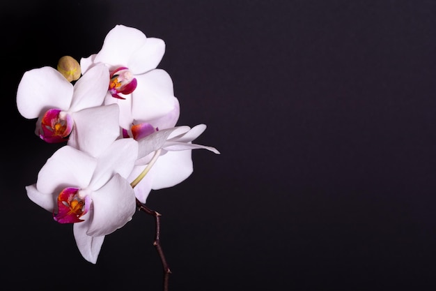 White orchid with purple center isolated on black background