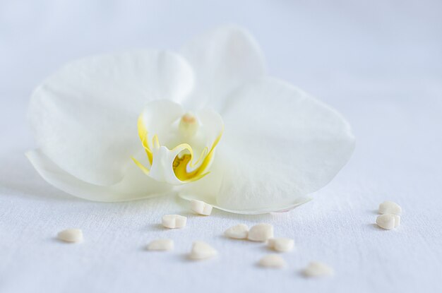 White orchid with small hearts.