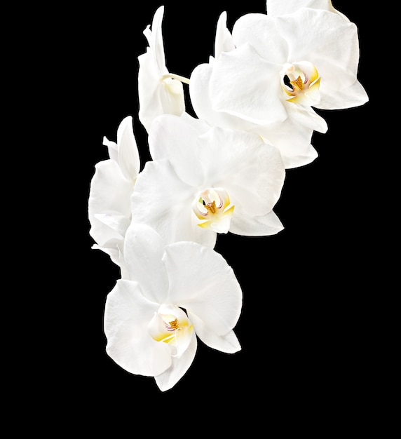 Photo white orchid