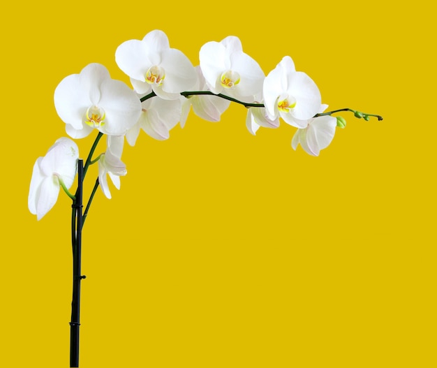 White orchids branch